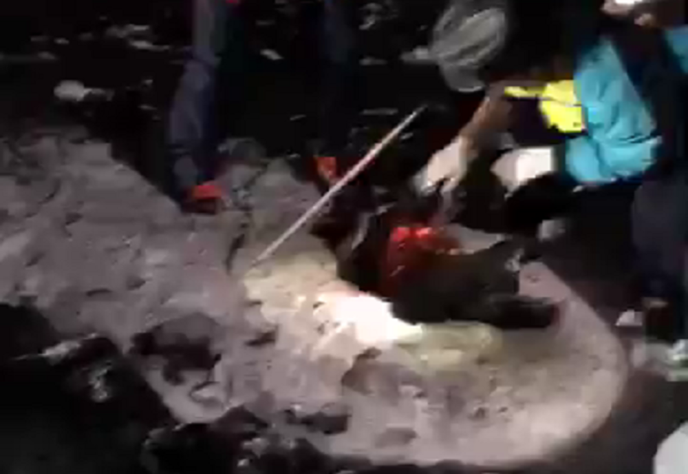 Imagini șocante. Șase câini au fost găsiți împușcați și abandonați pe un câmp din Suceava VIDEO