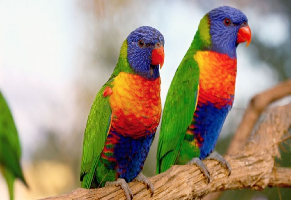 Un sucevean s-a întors din Italia cu 30 de papagali și un câine