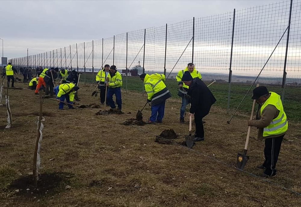 S-a dat startul campaniei de plantare de copaci în județul Suceava FOTO