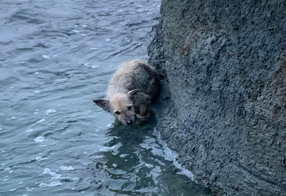 ”Nu toți eroii poartă pelerine! Iar ei sunt eroii noștri! ISU Bucovina Suceava!”- Poveste cu final fericit (FOTO)