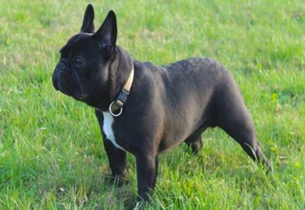 La furat câini de rasă! Un bistrițean și un sucevean, reținuți de polițiști