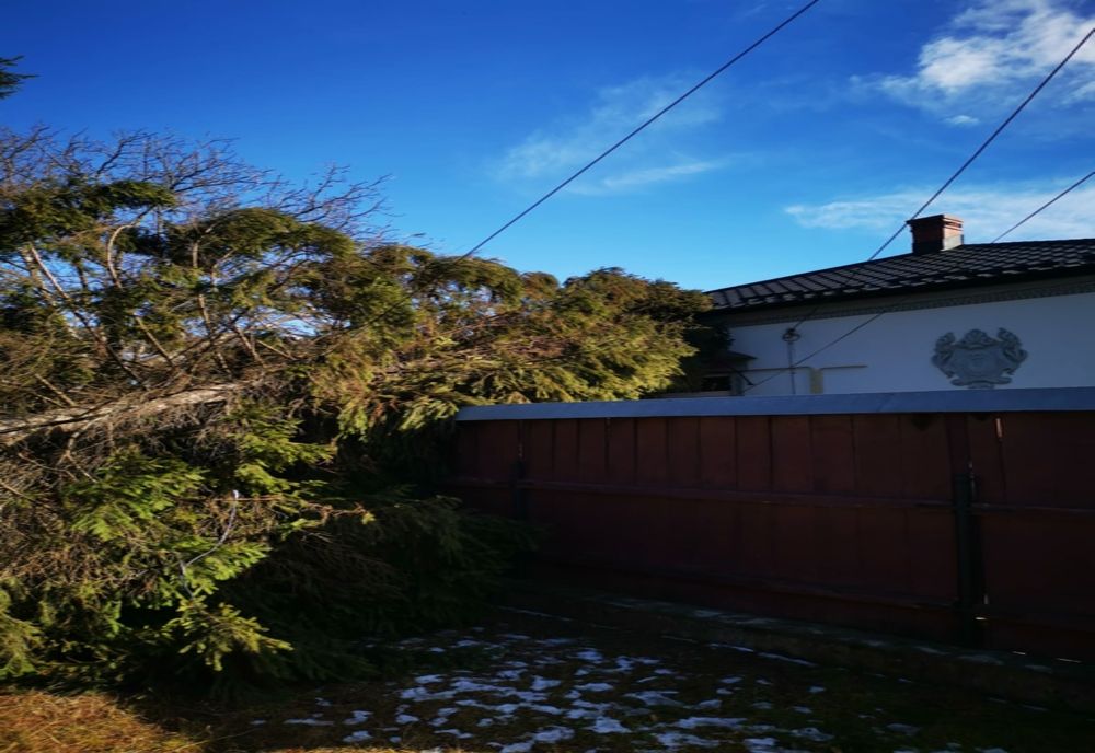 Copaci doborâți de vânt în Gura Humorului (FOTO)