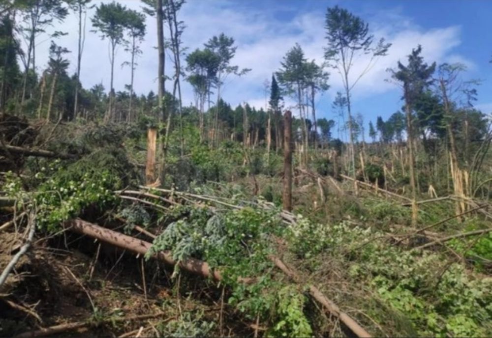 Hectare întregi dintr-o pădure din Suceava, puse la pământ, în doar câteva minute 