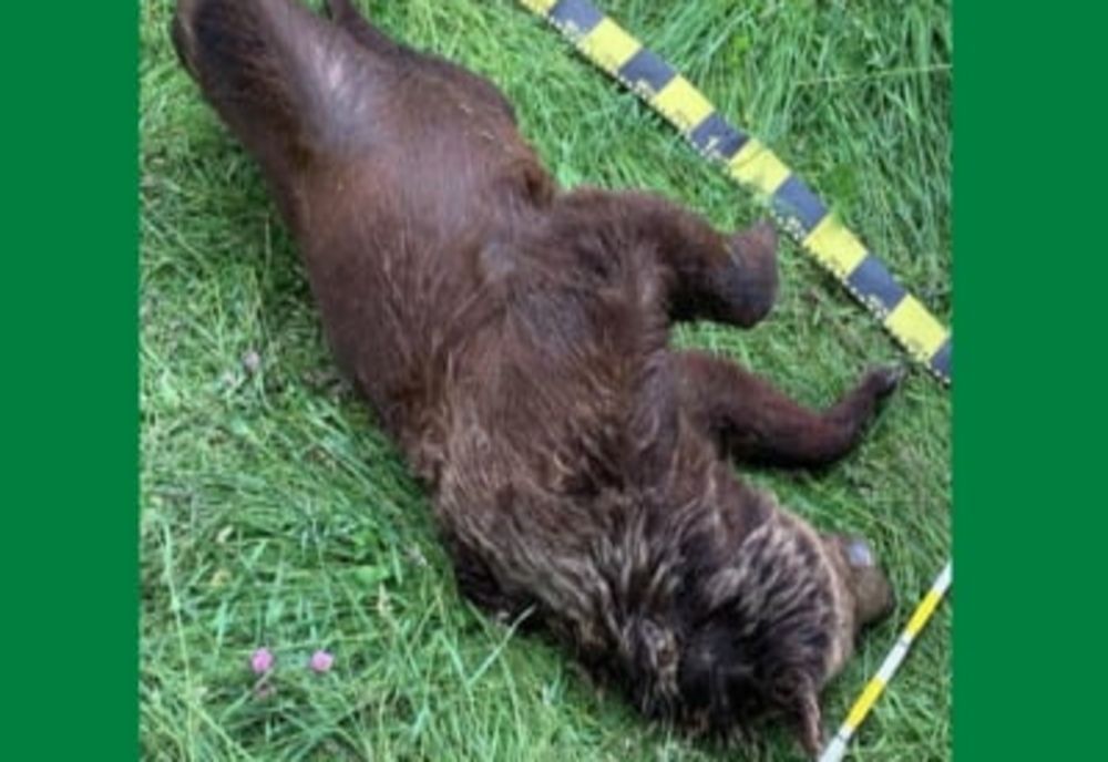 Ursul bănuit că a omorât un cioban, găsit mort în pădure