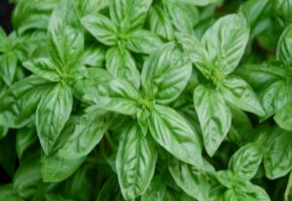 Busuiocul te ajută să slăbeşti repede şi natural. Cum scapi de kilogramele în plus cu ajutorul acestei plante