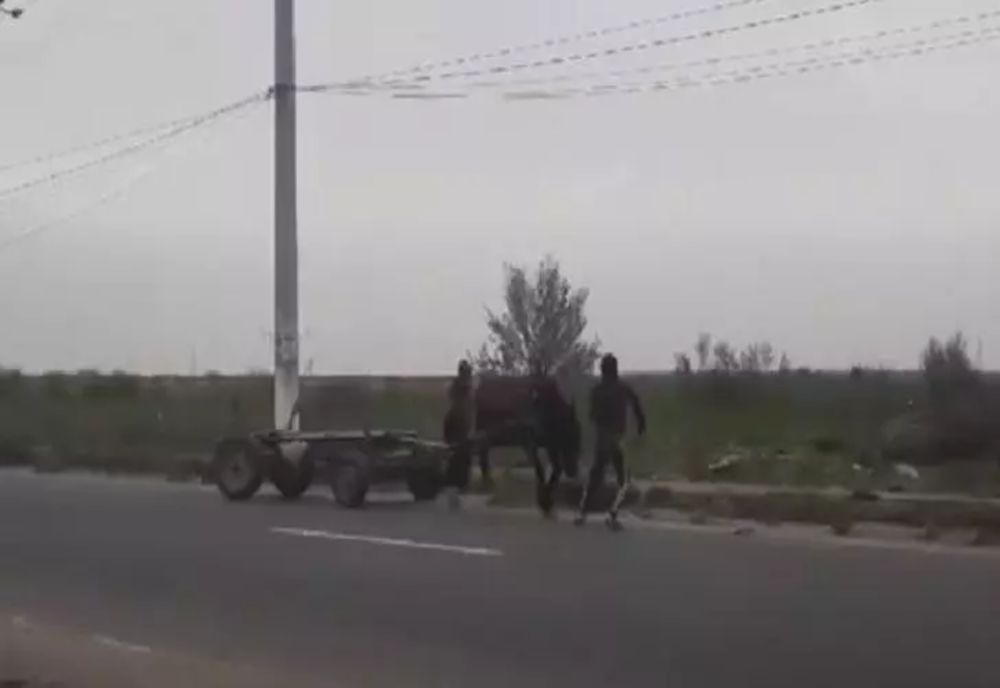 PEDEPSE uriașe pentru persoanele care MALTRATEAZĂ cai! Două incidente șocante de la Iași și Suceava, virale pe internet