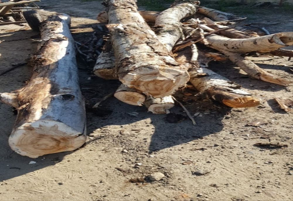 Surplus de material lemnos depistat de jandarmi în municipiul Suceava și orașul  Gura Humorului