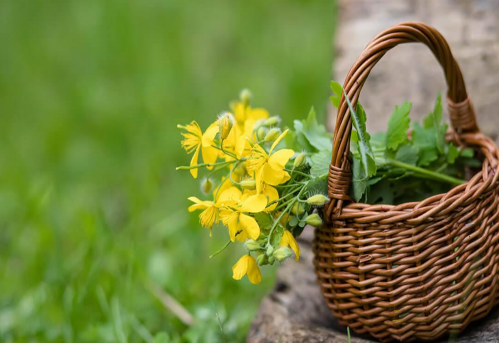 Rostopasca și beneficiile sale pentru sănătate