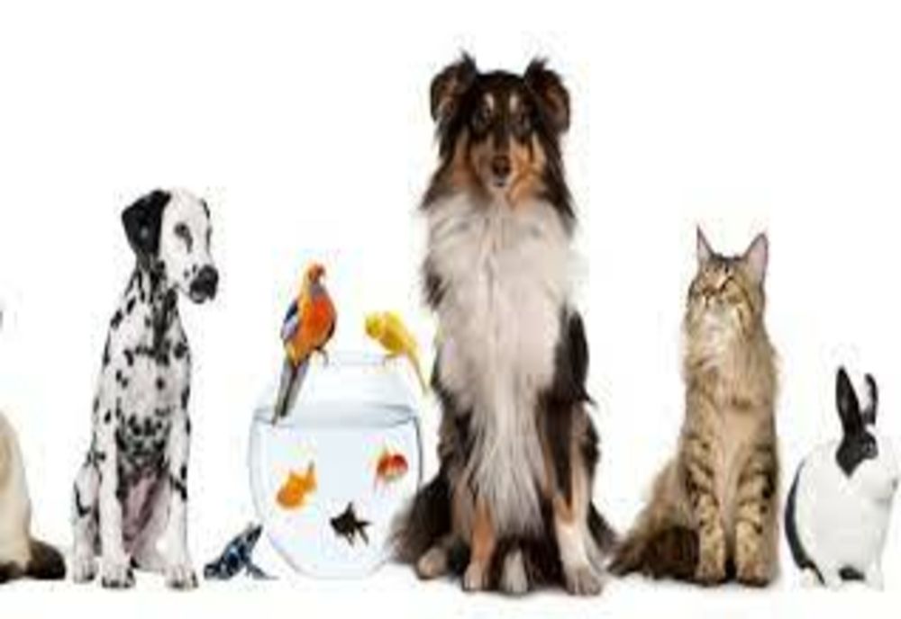 Ce animal ti s-ar potrivi, în funcție de zodie. Atenție la reptile