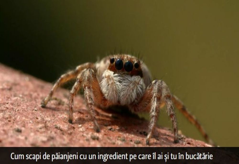 Cum scapi de păianjeni cu un ingredient pe care îl ai și tu în bucătărie
