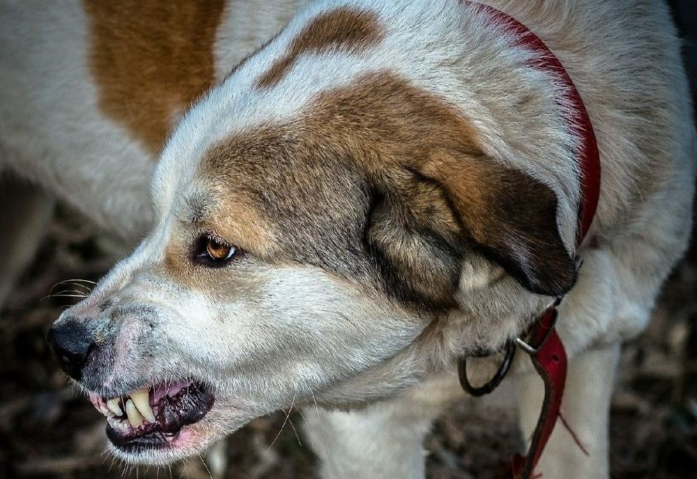 Copil de 8 ani, rănit grav de o haită de câini chiar în curtea școlii! Acuzații grave ale mamei: autoritățile locale au vrut să ascundă cazul