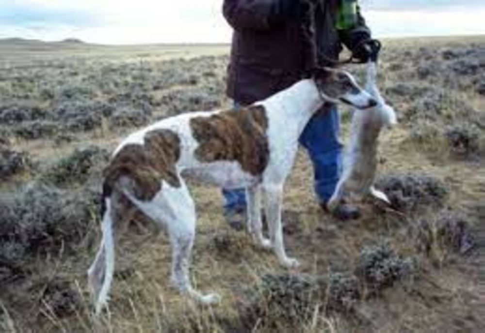 Trei bărbați reținuți pentru braconaj! Ce i-a dat de gol