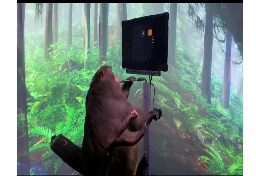 Elon Musk a primit refuzul de a testa cipurile Neuralink pe oameni