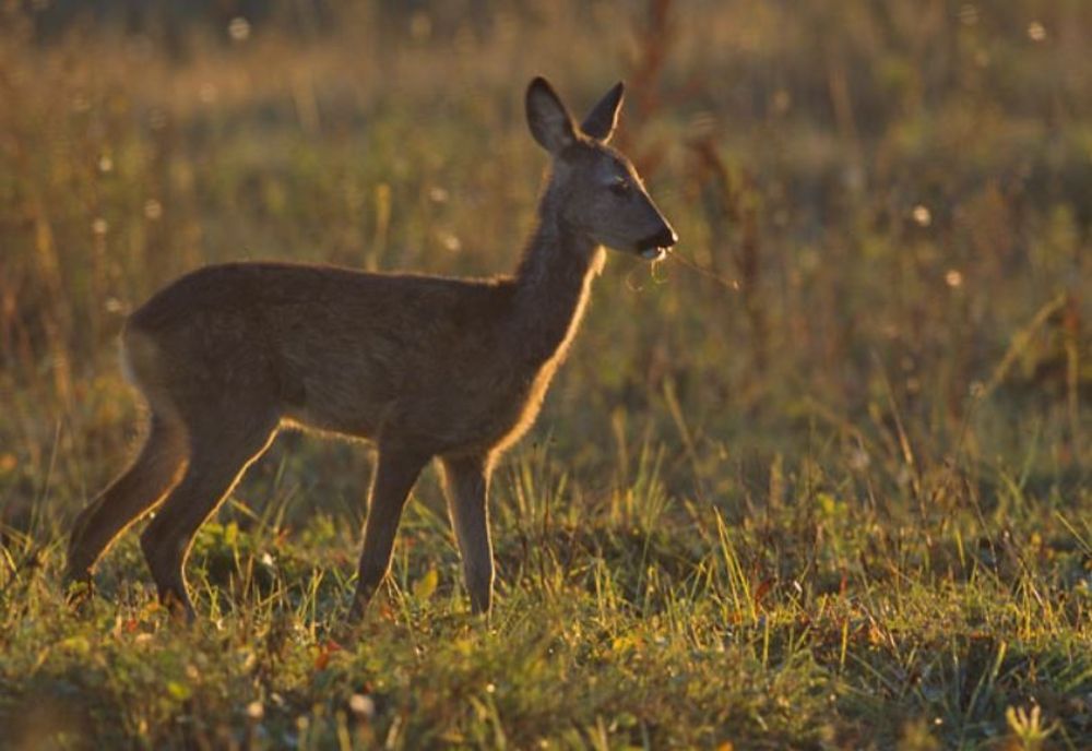 Dosar penal pentru un bărbat care a sacrificat o căprioară prinsă într-un laț
