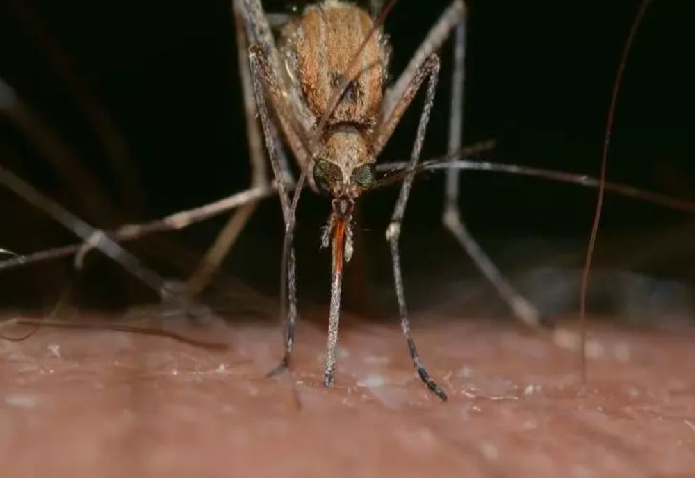 Această grupă de sânge este un adevărat magnet pentru țânțari. Specialiștii au deslușit preferințele supărătoarelor insecte