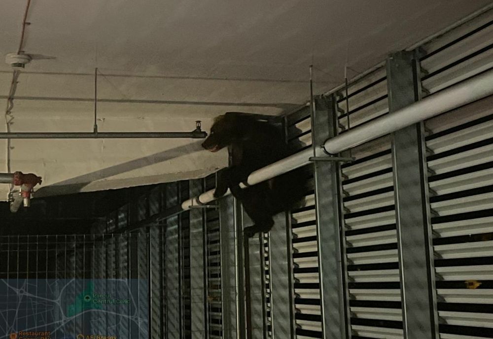 Ursul care se plimba zilele trecute pe Calea București a ajuns până în parcarea AFI Mall !!!