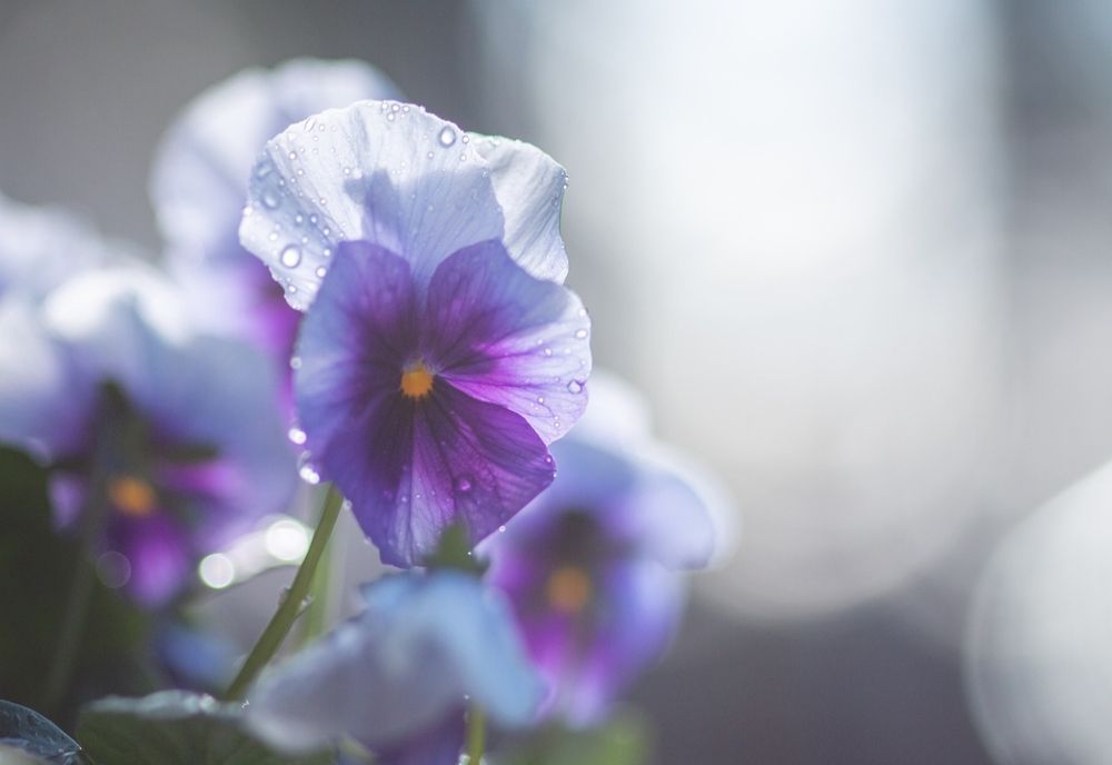 VREMEA 1 APRILIE. TEMPERATURI MAI MARI DECÂT NORMALUL PERIOADEI