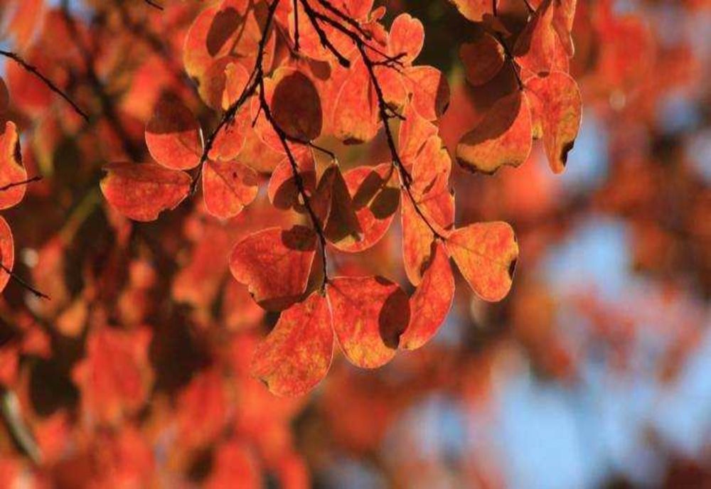 VREMEA 7 NOIEMBRIE. TEMPERATURI MAI RIDICATE FAȚĂ DE ZIUA PRECEDENTĂ