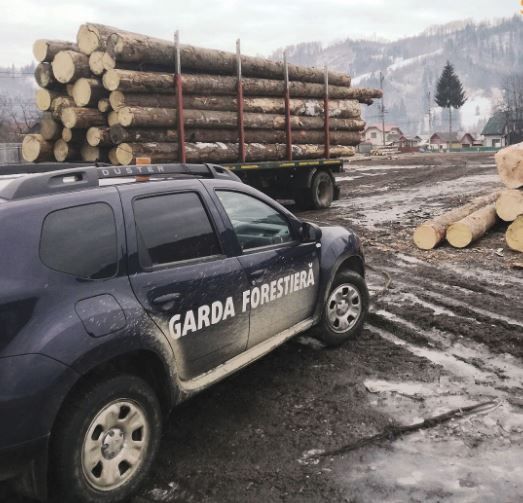 CHERESTEA ȘI MATERIAL LEMNOS ÎN VALOARE DE CCA.  25.000 LEI CONFISCAT ÎN CADRUL UNEI ACȚIUNI PE LINIE SILVICĂ ÎN ZONA RÂȘCA – SLĂTIOARA