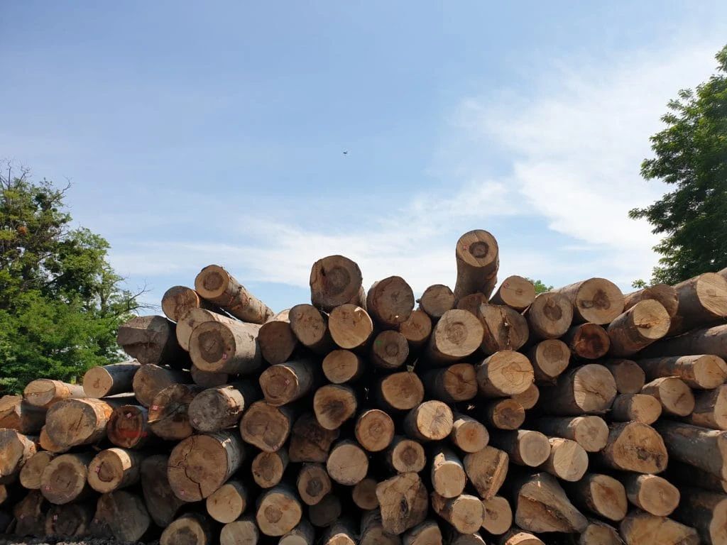 2 persoane reținute pentru infracțiuni silvice, în județul Suceava