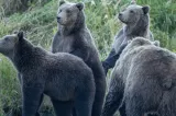Alarmâ în satele României: urșii au dat iama în casele oamenilor. Ce spun localnicii