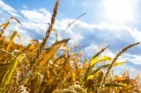 Valul de căldură reduce recoltele în Europa și amenință prețurile alimentelor. Ce avantaj are România