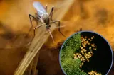 INSP: 2 cazuri de infecție cu virusul West Nile, confirmate în Suceava în 2026