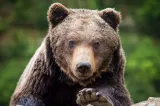 Cota de prevenție pentru urșii din județul Suceava: 34 de exemplare pe fonduri cinegetice