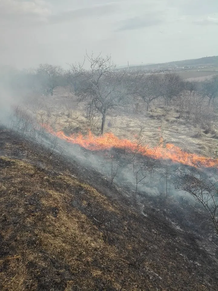 incendiu de vegetație uscată