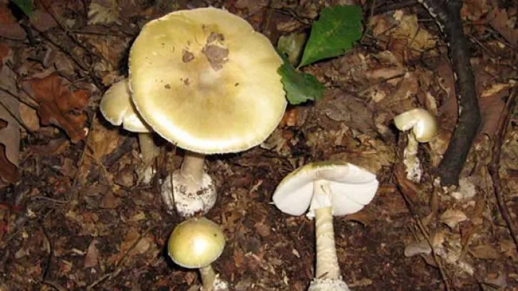 ciuperci otrăvitoare