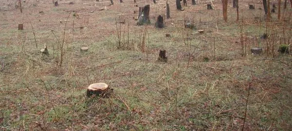 arbori taiati ilegal, foto arhivă
