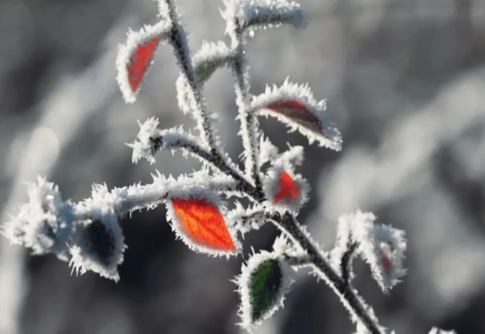 Prognoza meteo pe următoarele două săptămâni
