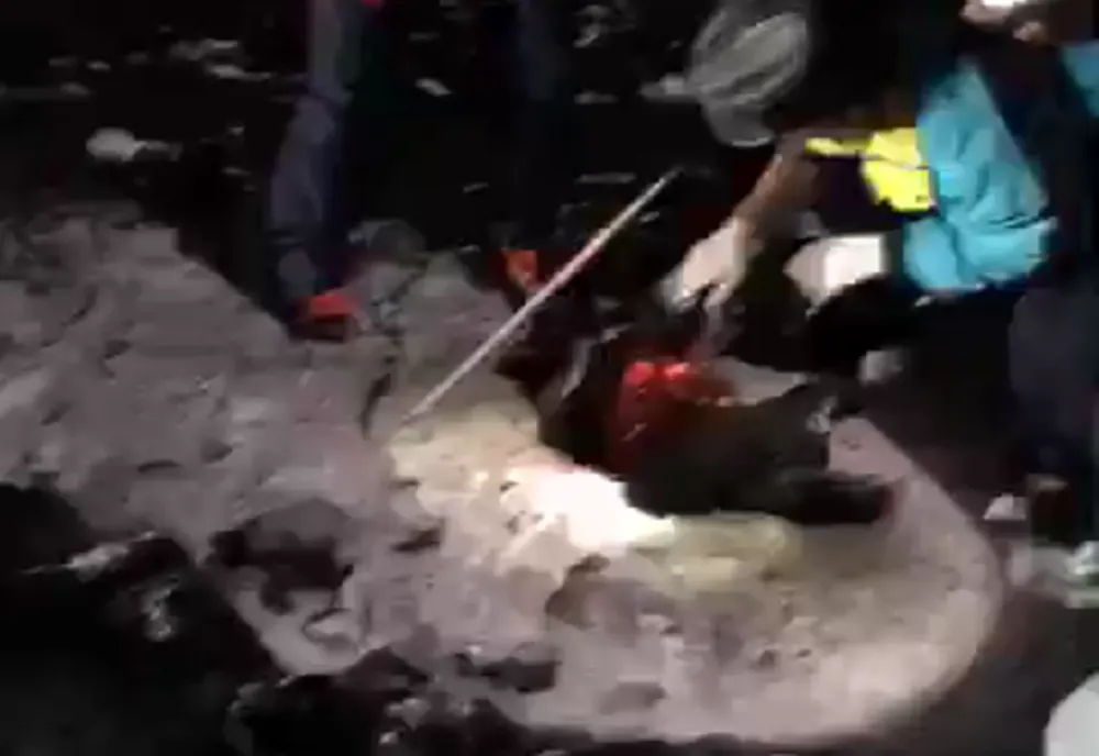 Imagini șocante. Șase câini au fost găsiți împușcați și abandonați pe un câmp din Suceava VIDEO  