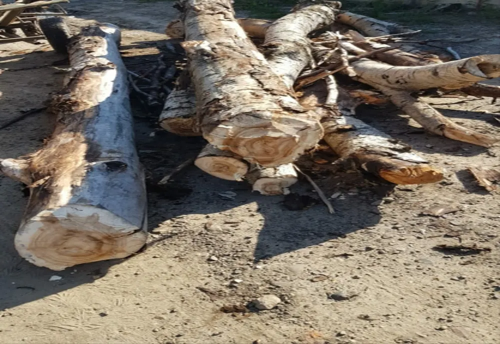 Surplus de material lemnos depistat de jandarmi în municipiul Suceava și orașul Gura Humorului