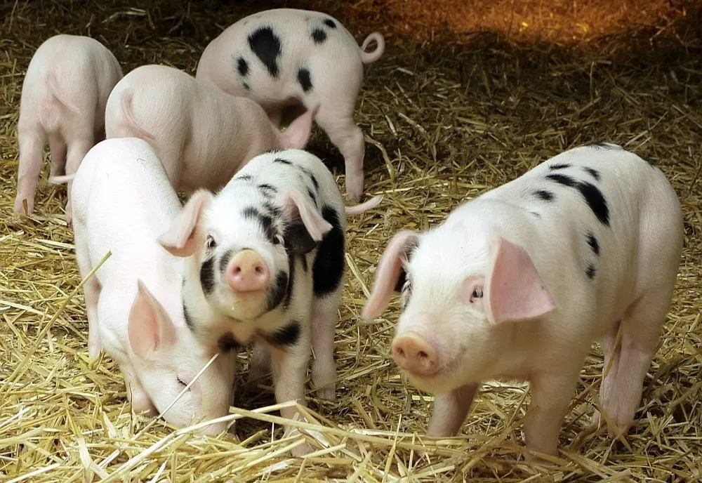 Carnea de porc, un lux din import de Crăciun - Anunțul fermierilor români - Producția, decimată de pesta porcină africană