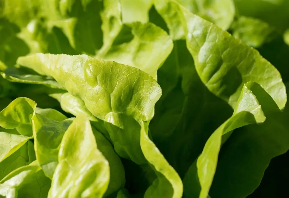 Iată un truc prin care poți scăpa de acnee: salata verde