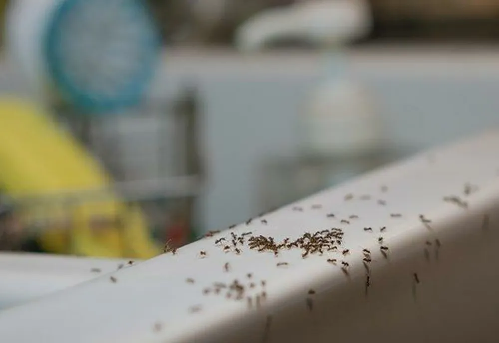 Trucul care te scapă de furnici. Ingredientul din bucătărie de care sigur nu știai