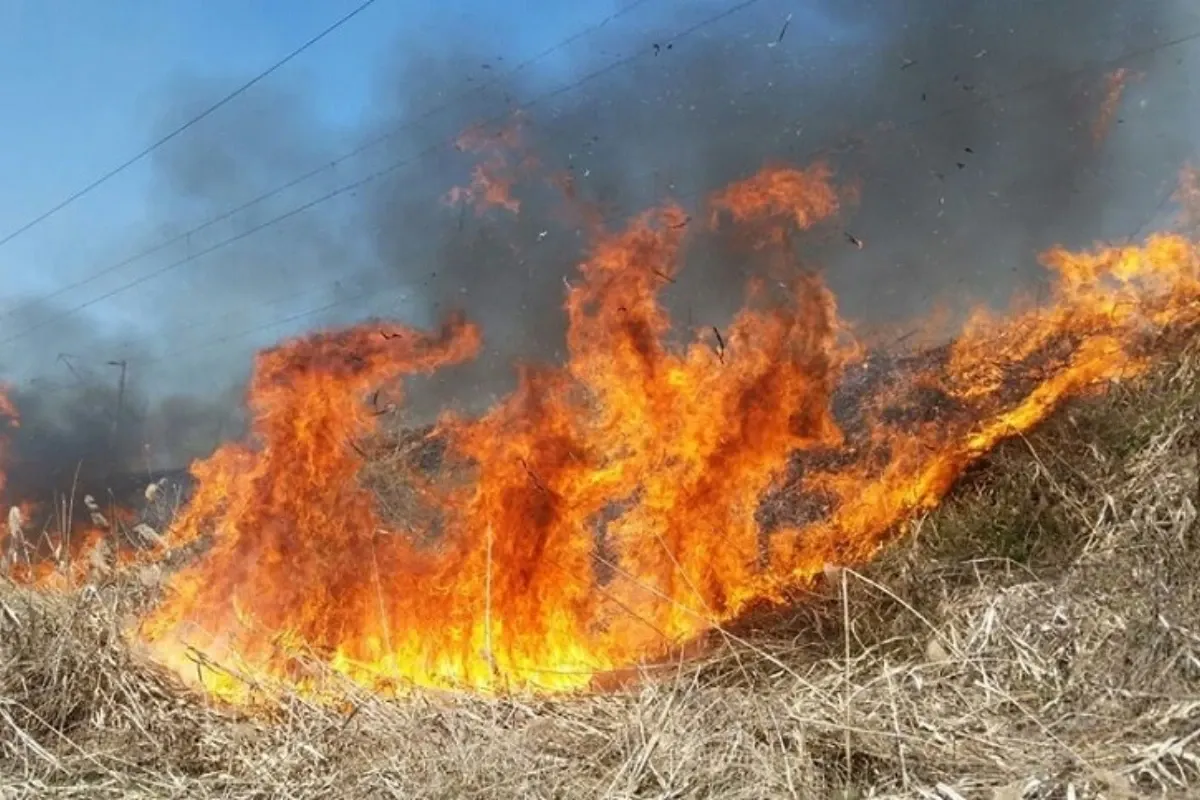 Incendiu în pădurea Marginea