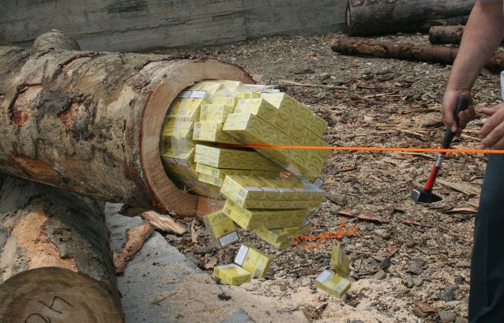 tigari ascunse in busteni