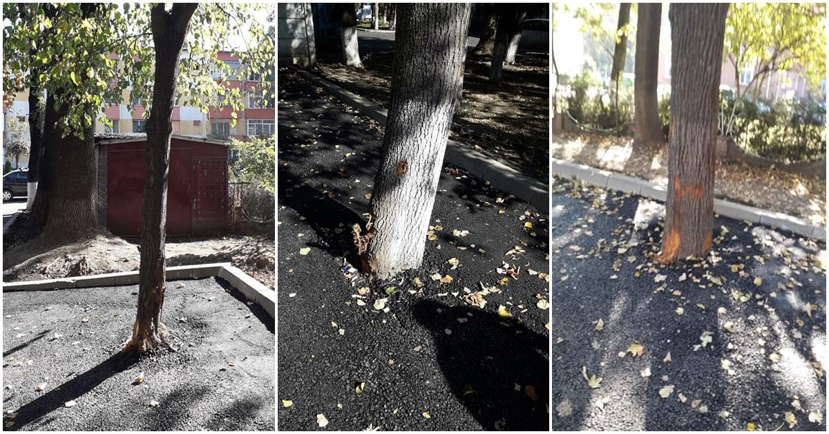 copaci-asfaltati-radauti