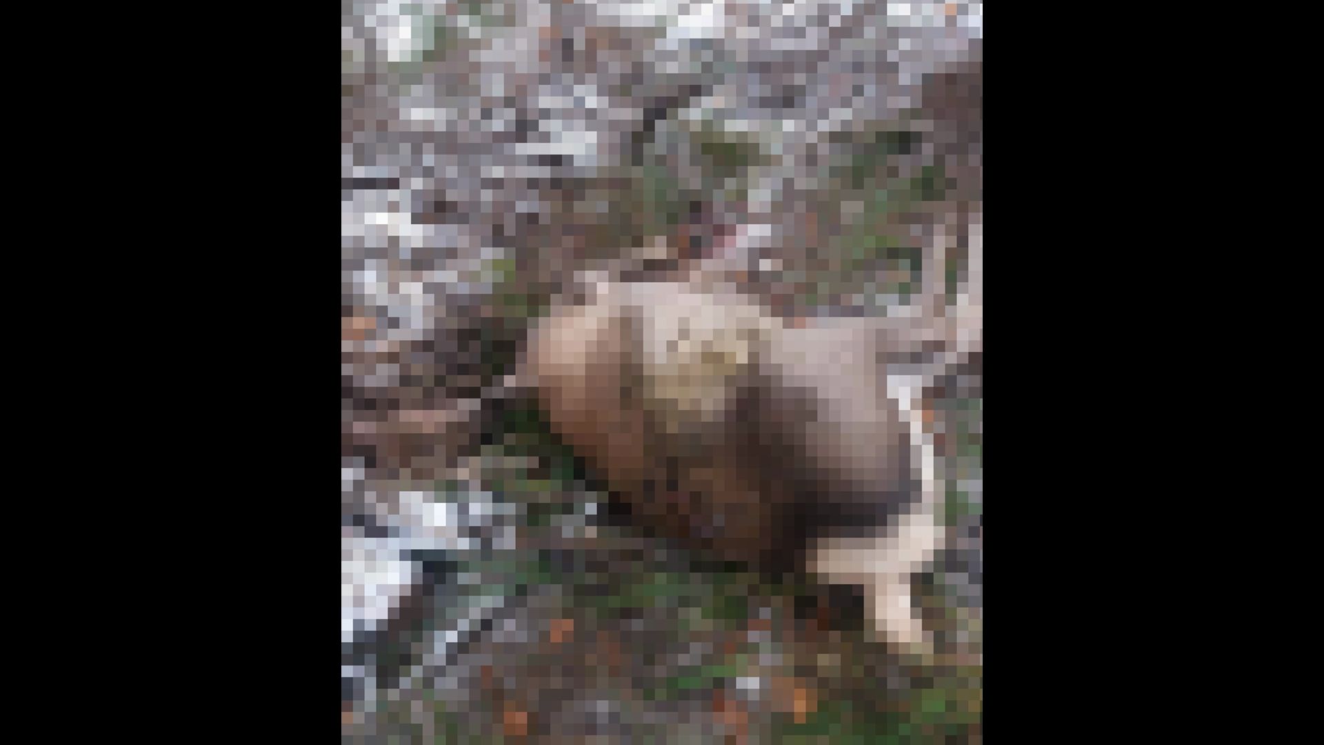 căprioară omorâtă Transrarău