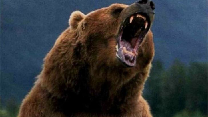 atacat de urs