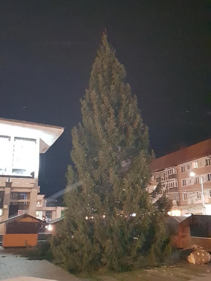 Brad Crăciun Suceava