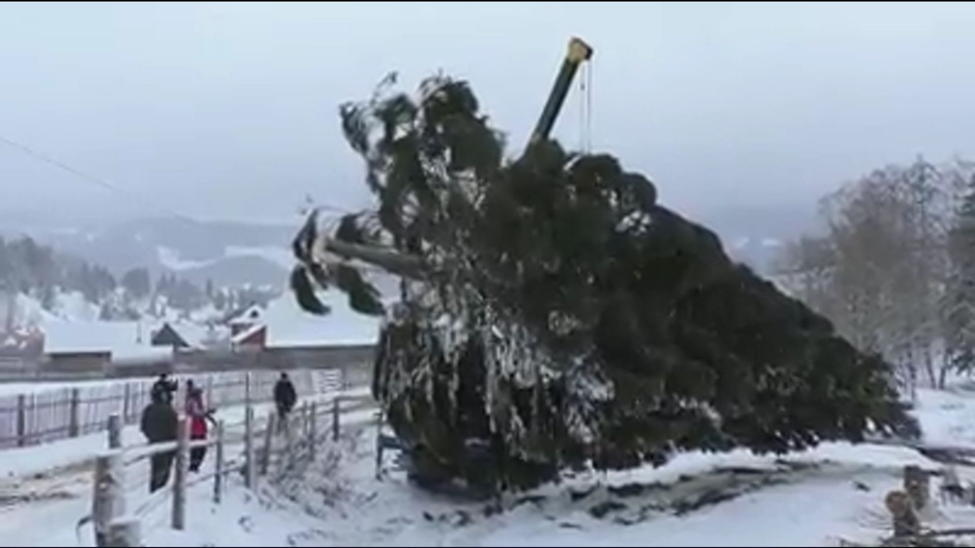 pom de Crăciun Chișinău