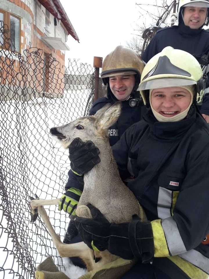 căprioară salvată pompierii sireteni