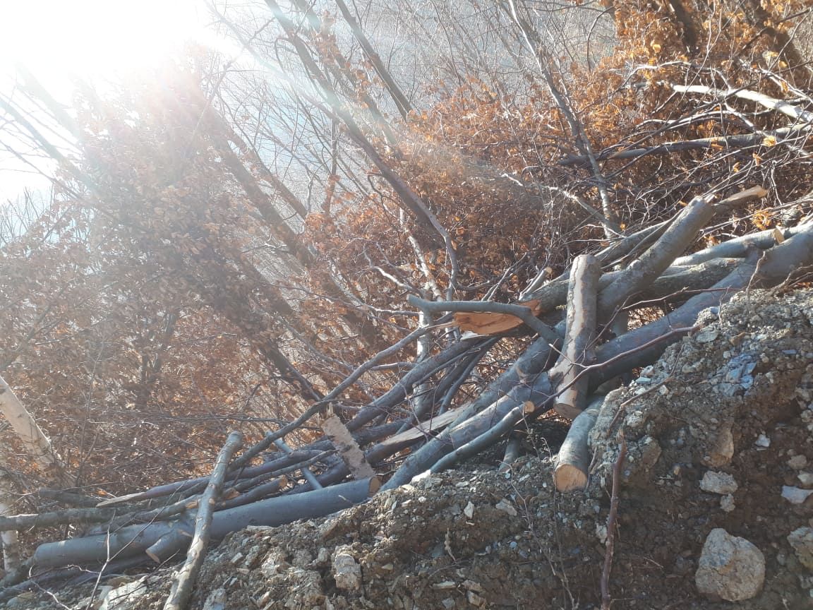 cetățeni Bangladesh ilegal granița Falcău