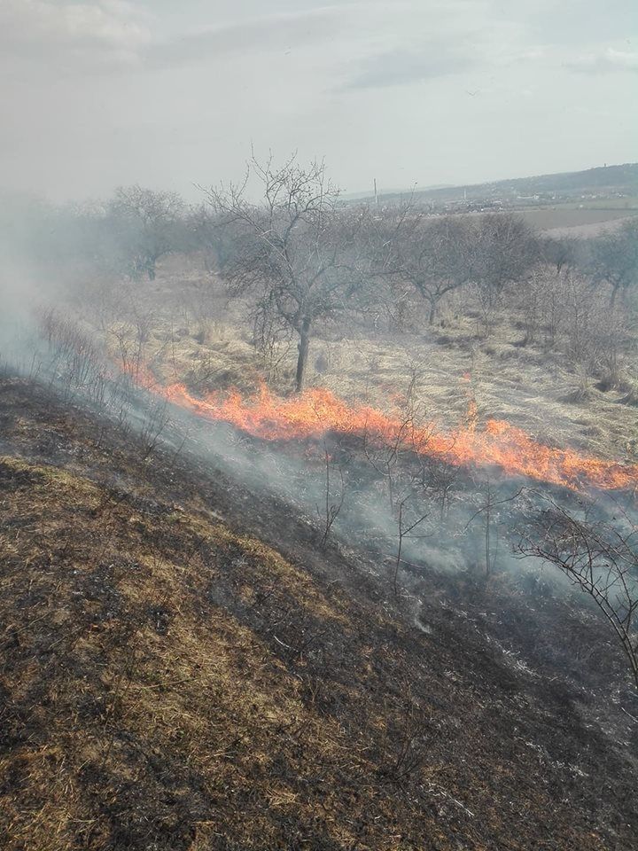incendiu de vegetație uscată