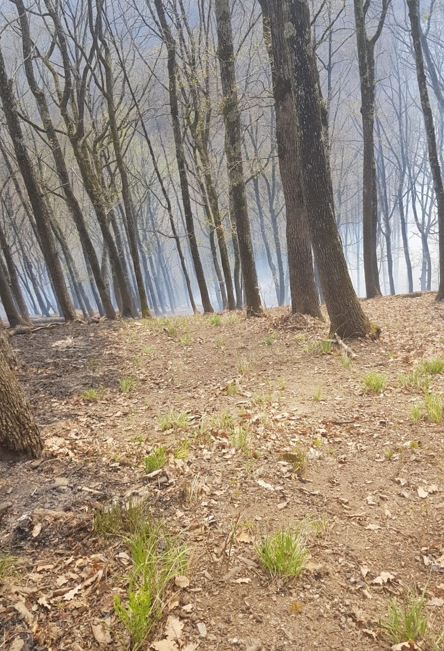 acțiune polițiști în școli