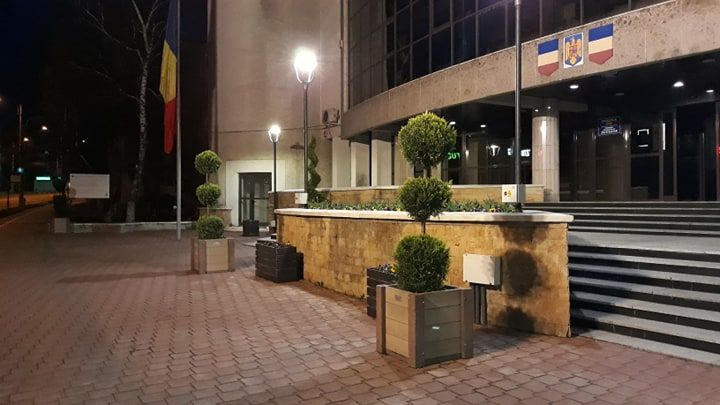 arbori ornametali Primăria Suceava