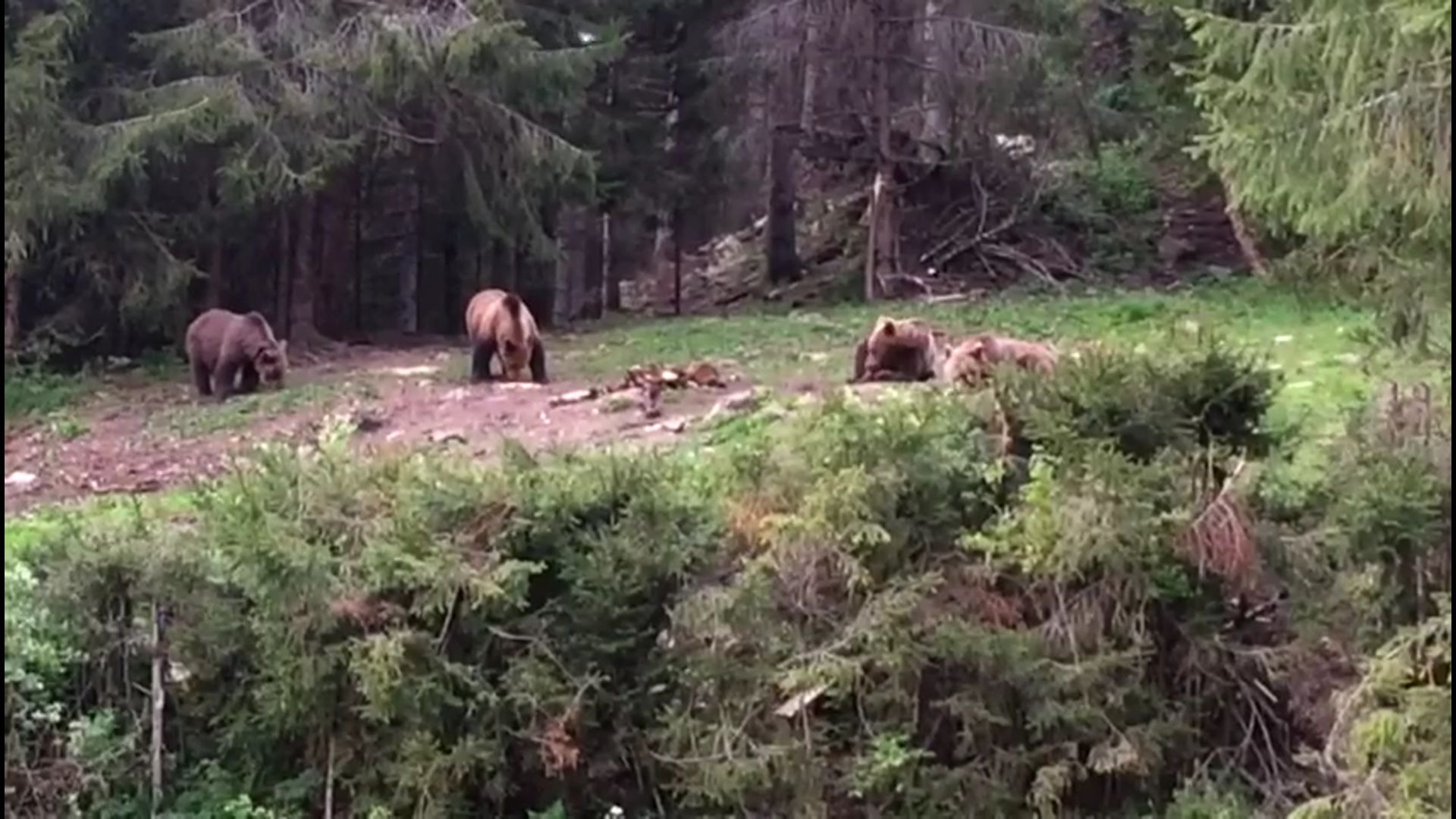urși ieșiți să mănânce